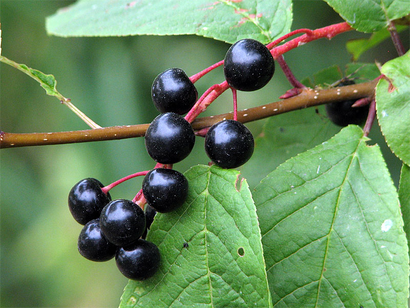 Cerisier à grappes