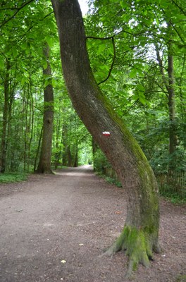 Bois du Laerbeek II