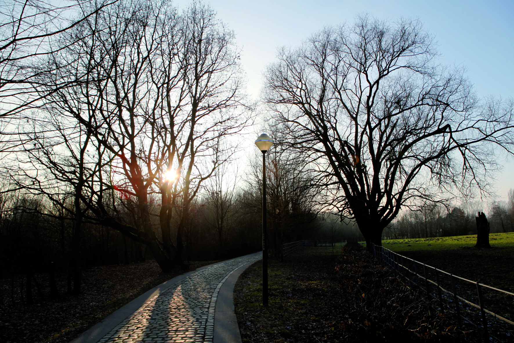 Le bois du Laerbeek le soir