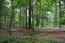 Laarbeekbos IV